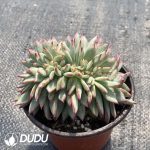Echeveria Latam Cristata