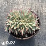 Echeveria Latam Cristata - Image 2