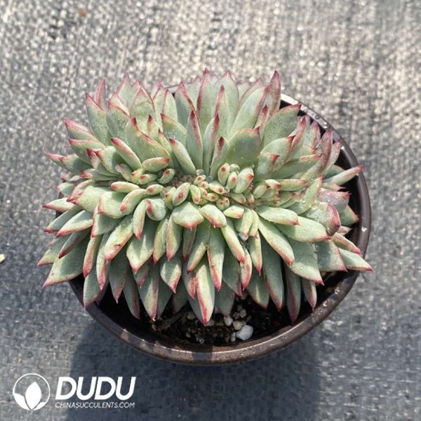 Echeveria Latam Cristata - Image 2