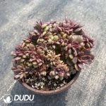 Echeveria Dahongpao Cristata