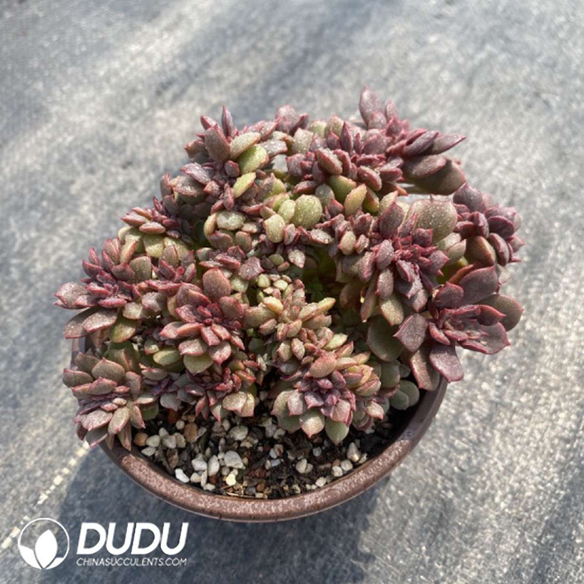09798D120201.jpg Echeveria Dahongpao Cristata - Image 1