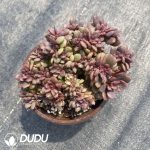 Echeveria Dahongpao Cristata - Image 2