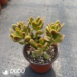 Crassula Ovata Variegata