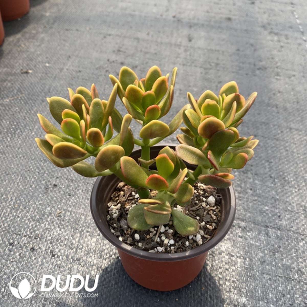 09799D110201.jpg Crassula Ovata Variegata - Image 1