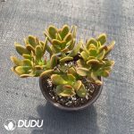 Crassula Ovata Variegata - Image 2
