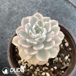 Echeveria Buou