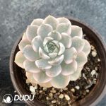 Echeveria Buou - Image 2