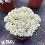 Echeveria setosa var. deminuta Variegated Cristata