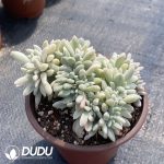 Echeveria Drunken Beauty Variegated