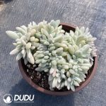 Echeveria Drunken Beauty Variegated - Image 2