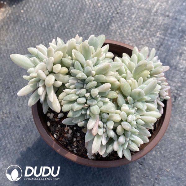 Echeveria Drunken Beauty Variegated - Image 2