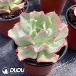 Echeveria Tsunami Hybrid