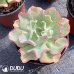 Echeveria Tsunami Hybrid - Image 2