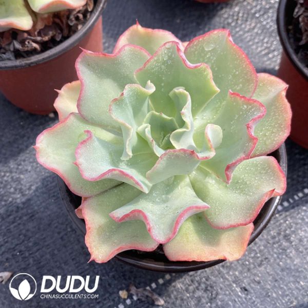 Echeveria Tsunami Hybrid - Image 2