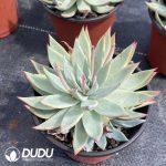 Echeveria Fairy Cup Hybrid