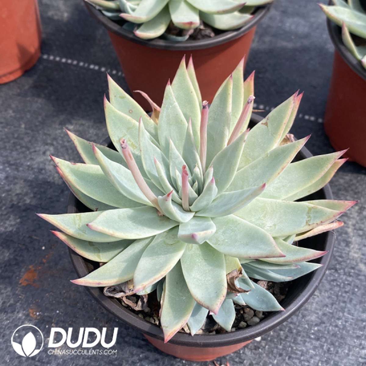 09804D120201.jpg Echeveria Fairy Cup Hybrid - Image 1
