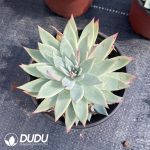 Echeveria Fairy Cup Hybrid - Image 2