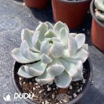 Echeveria Pink Beauty