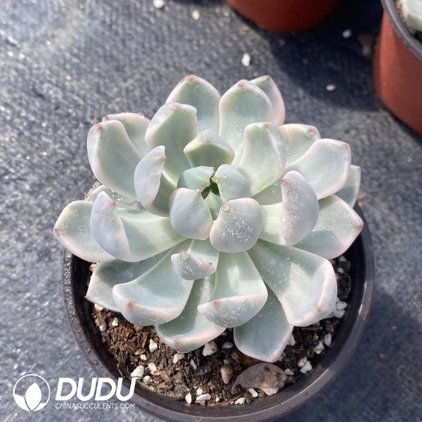 Echeveria Pink Beauty - Image 2