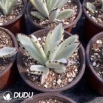 Kalanchoe Bunny Variegated
