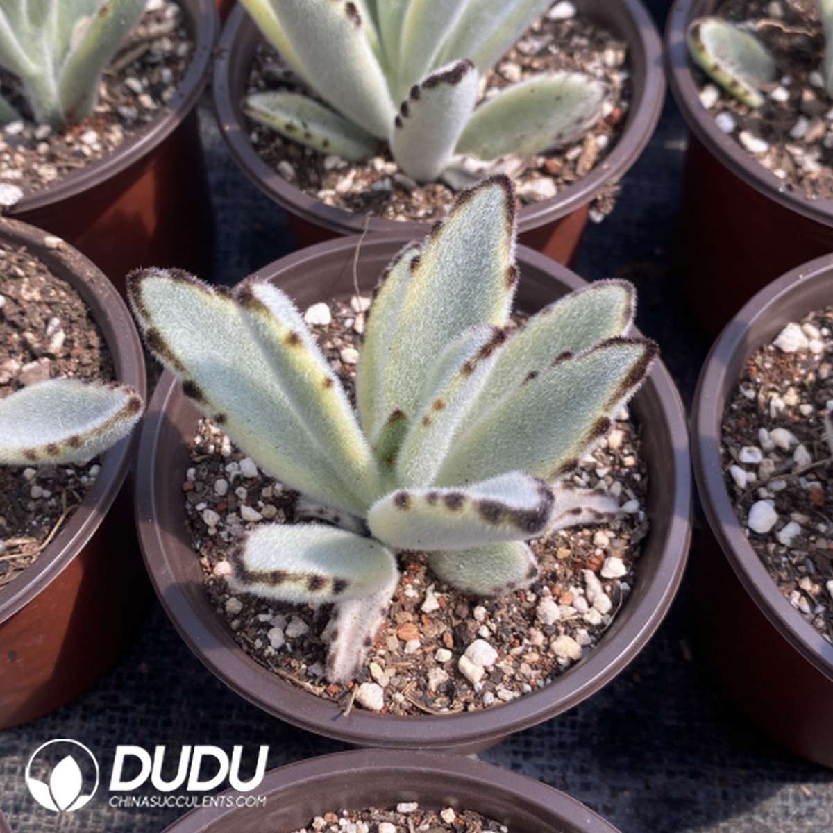 09806D110201.jpg Kalanchoe Bunny Variegated - Image 1