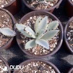 Kalanchoe Bunny Variegated - Image 2