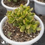 Crassula Arborescens (Mill.) Willd Variegated
