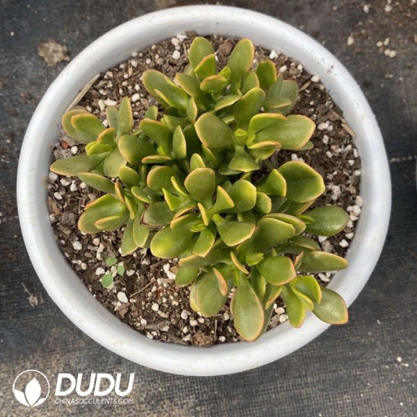 Crassula Arborescens (Mill.) Willd Variegated - Image 2
