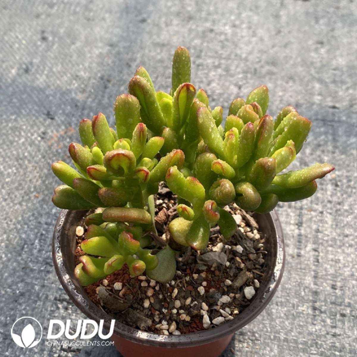 09808D110201.jpg Crassula Maneki-Neko - Image 1