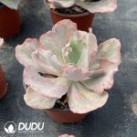 Echeveria Ptom Monstrose Variegated