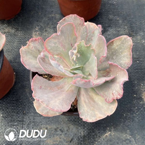 Echeveria Ptom Monstrose Variegated - Image 2