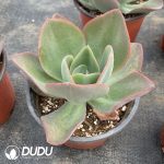 Echeveria Ice And Flame