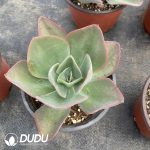 Echeveria Ice And Flame - Image 2