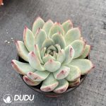 Echeveria Latam