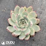 Echeveria Latam - Image 2