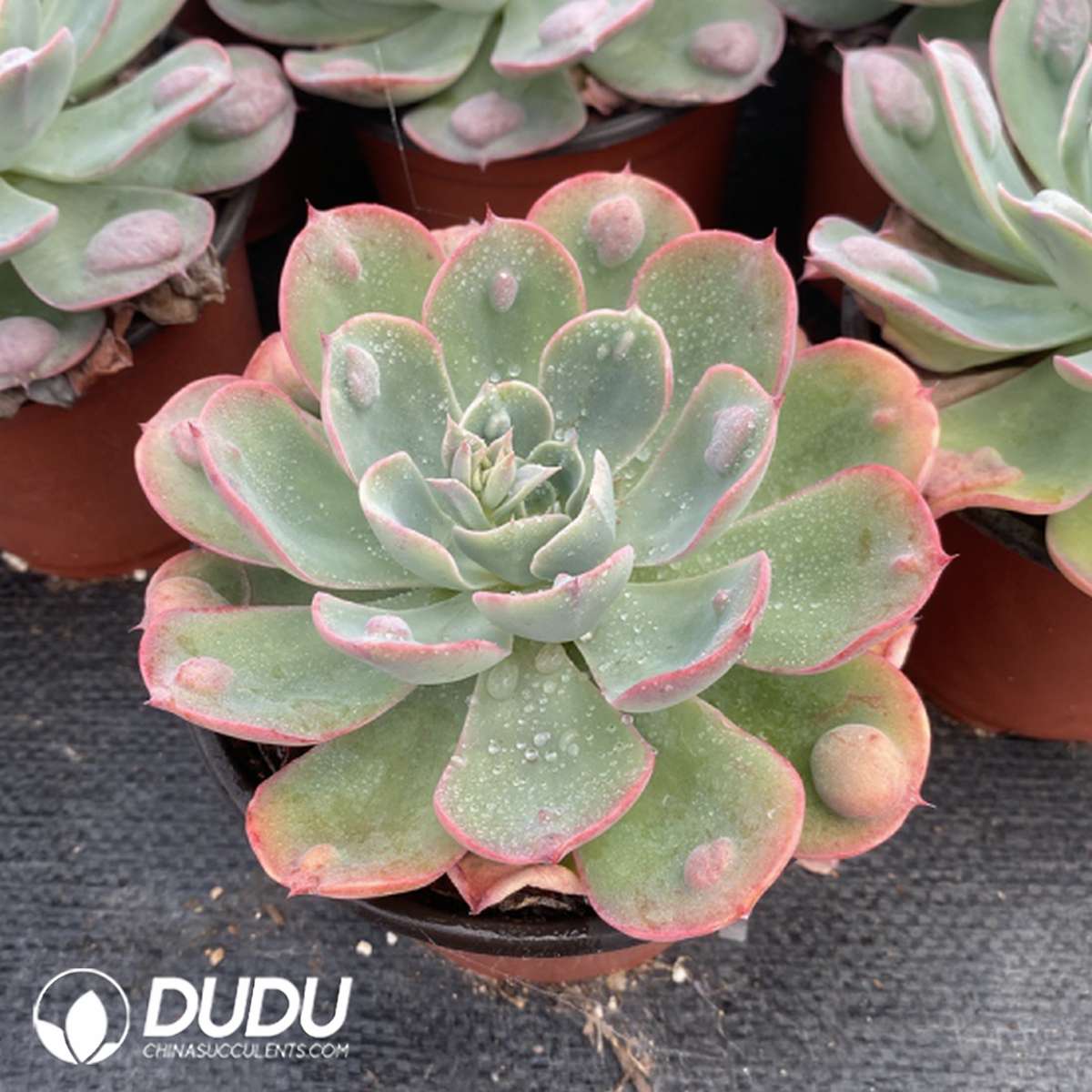 09812D120201.jpg Echeveria Rain Drops - Image 1