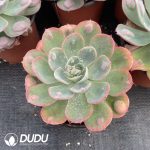 Echeveria Rain Drops - Image 2