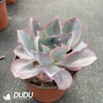 Echeveria Kennedy