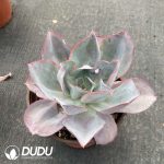 Echeveria Kennedy - Image 2