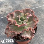 Echeveria Meridian