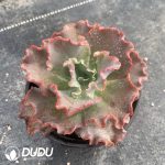 Echeveria Meridian - Image 2