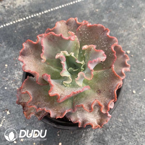 Echeveria Meridian - Image 2