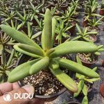 Pachyphytum Coconut Tree