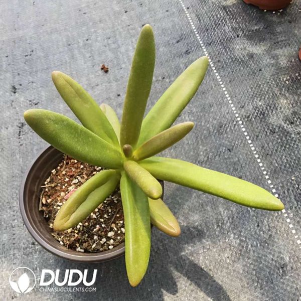 Pachyphytum Coconut Tree - Image 2