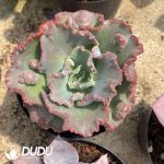 Echeveria shaviana