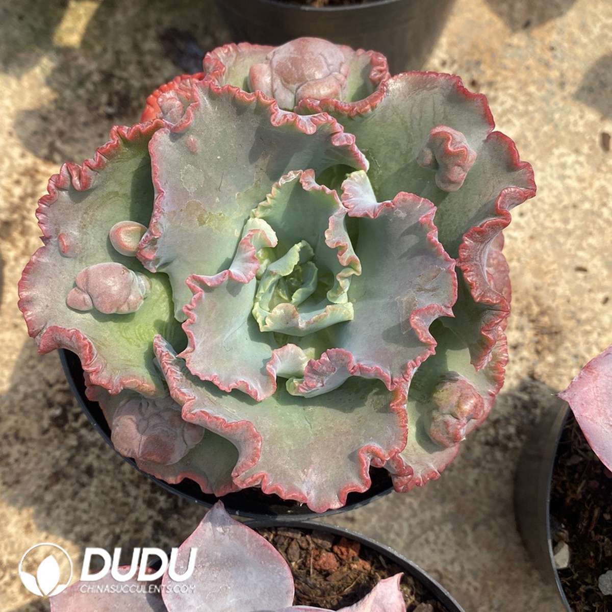 09816D110201.jpg Echeveria shaviana - Image 1