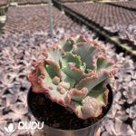 Echeveria shaviana - Image 2