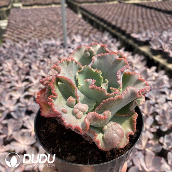 Echeveria shaviana - Image 2