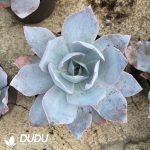 Echeveria cante