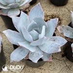 Echeveria cante - Image 2